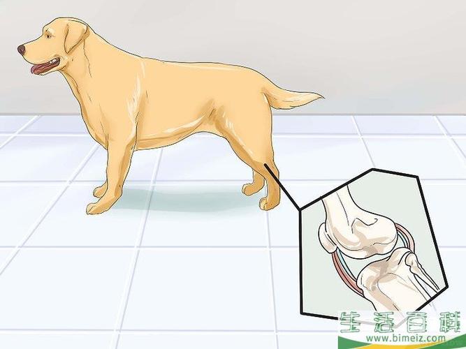 有了关节.狗狗才能自然地做出各种动作.能活动的被称为"可动关节".