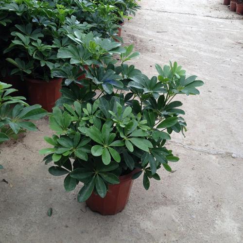 室内盆栽植物鹅掌柴苗招财树鸭脚木七叶莲净化空气吸尼古丁去甲醛