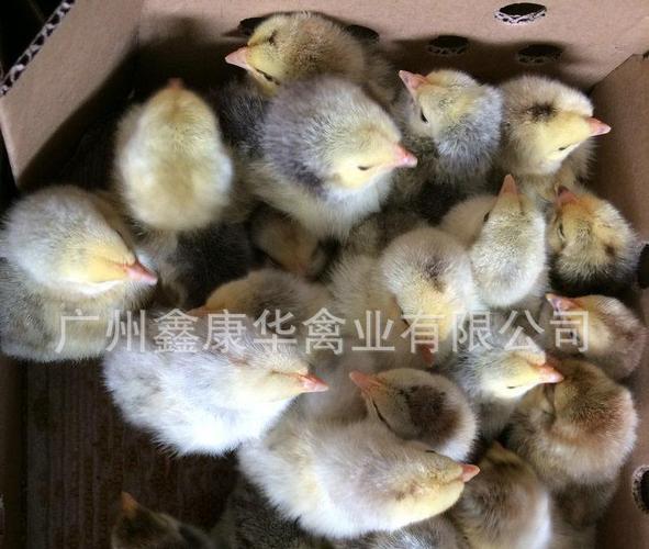 白芦花鸡苗 芦花鸡苗 黑.商品大图