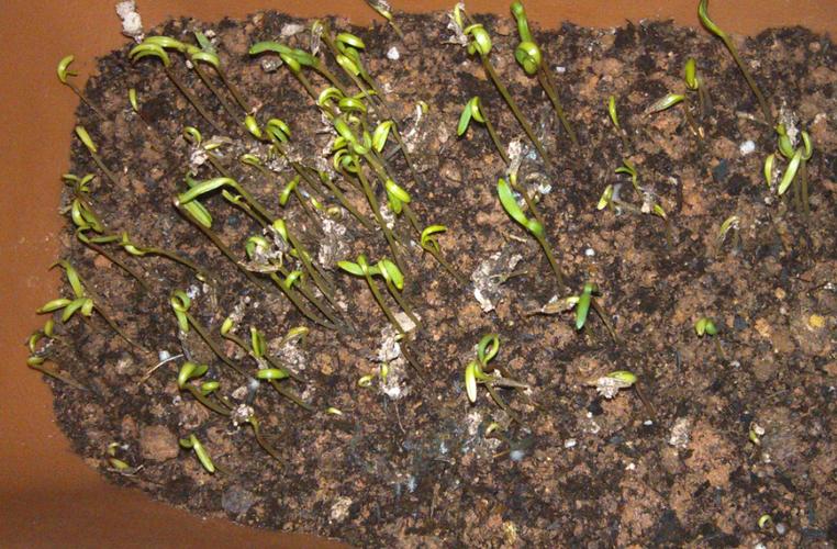 波斯菊种子怎么种