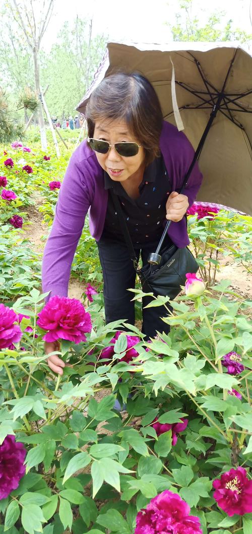 童梦香村,大村镇西南庄村牡丹园