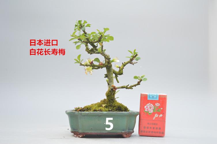 日本白花长寿梅盆景盆栽日本小叶白长寿梅微型盆景实物桌面小绿植_7折