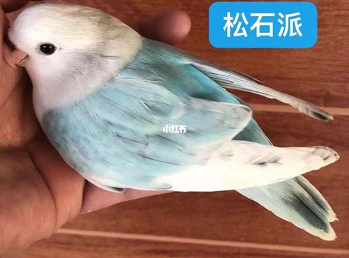 桃面类牡丹鹦鹉～松石蓝白底闪派_牡丹_松石_宠物