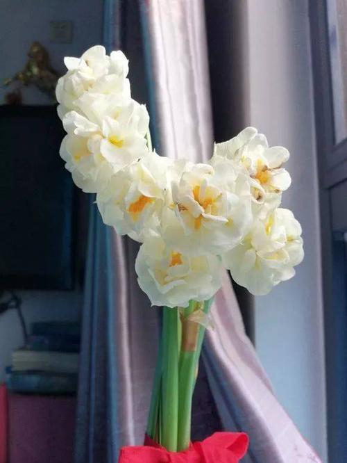 惊艳| 洋水仙"新娘花冠"多头开花,漂亮!