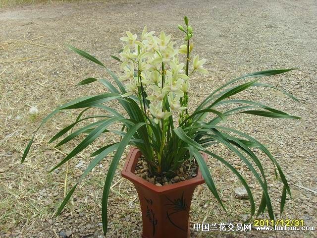 冲钻;7个苗带3个花苞汉城公子 批发(363) - 中国兰花