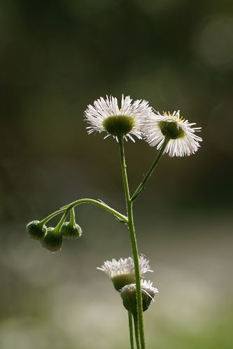 "更行更远还生"的野草花