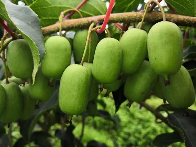 软枣猕猴桃:果肉香甜可口,营养价值还丰富,种在家里好