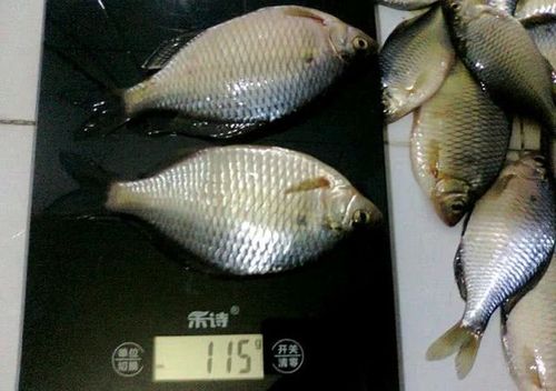 老家天坑的"鳑鲏"1条1两重,钓友直呼,没见过这么大的