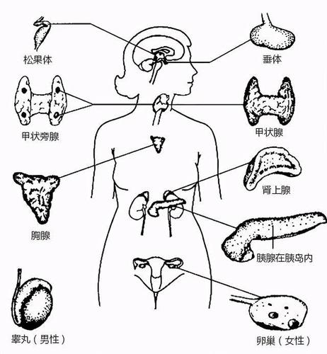什么是腺体每种腺体都有什么功效详解人体8大腺体