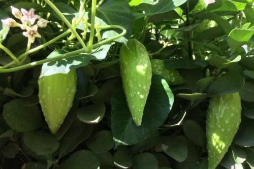 罕见的地梢瓜全身是宝,可遇而不可求,见到万不可大肆采摘