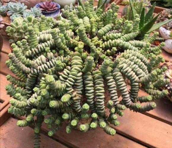 多肉钱串怎么养,才能长满花盆,株型更美观