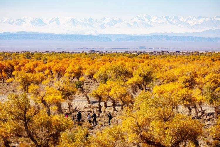 天山网 新闻中心 地州新闻   新疆哈密市伊吾县原始胡杨林位于伊吾县