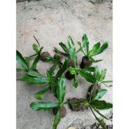 刺芹苗 刺香菜苗 假香菜 假芫荽 大香菜 泰国香菜苗 种子200颗 不含盆