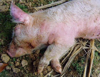 仔猪副伤寒怎么治疗