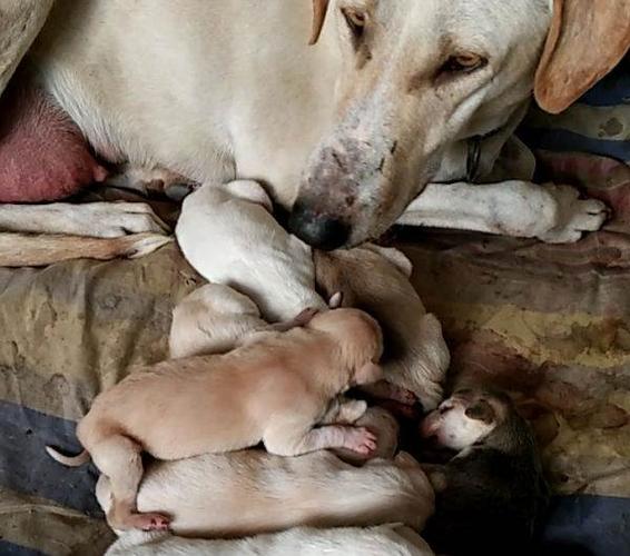 出售蒙古细犬幼崽800一条