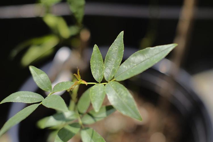 求助,龙沙宝石嫩叶外卷,白木香叶片有白斑