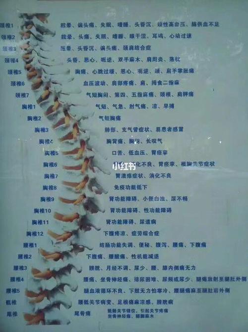 简单判定颈椎第几节有问题: 颈椎1-——2椎:头痛,头晕