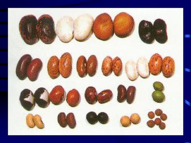 种子的形态构造与分类ppt