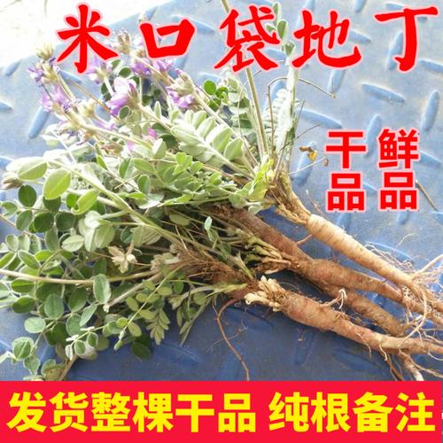 野生萝卜地丁 新鲜甜地丁 紫花地丁 老鼠布袋米口袋地丁 晒干500g
