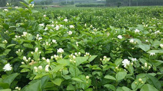 横县的茉莉花园   供图 广西红十字会