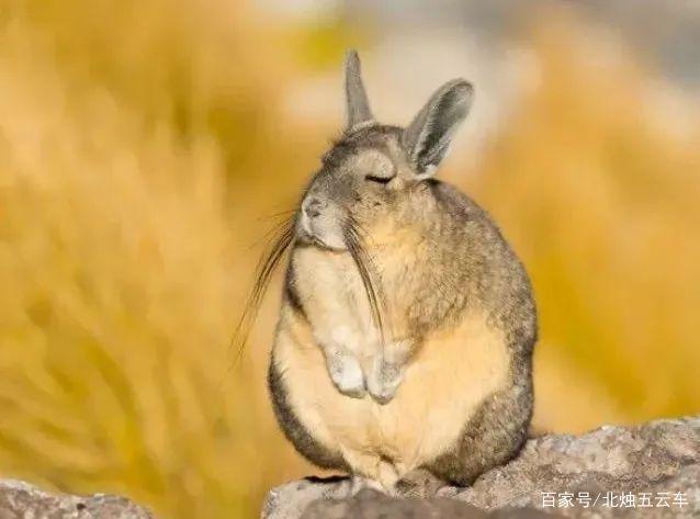 最后,让我们一起来看看这种特别的野生动物兔鼠,还拥有哪些有趣的表情