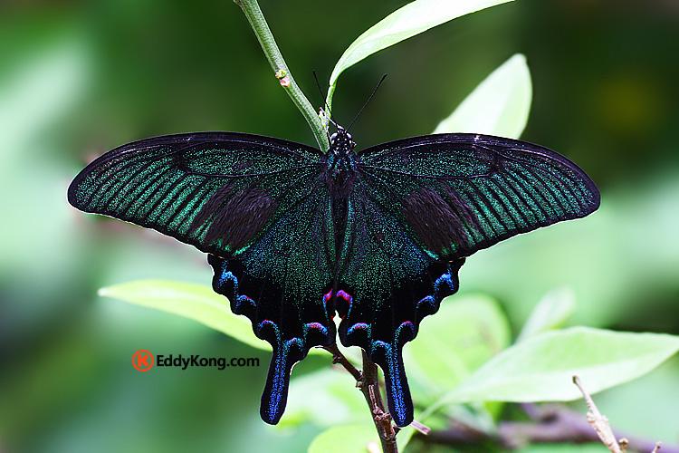碧凤蝶 碧翠凤蝶 乌鸦凤蝶 papilio bianor thrasymedes fruhstorfer