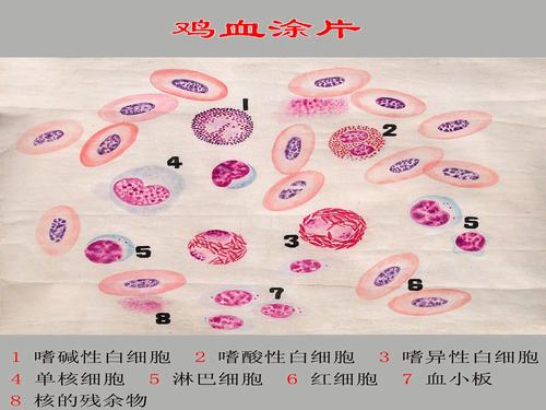 鸡血液各种细胞的形态