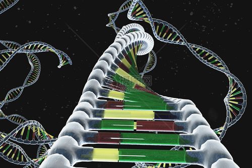 三维dna基因链