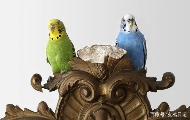 「科普」从遗传学角度介绍虎皮鹦鹉各种花色育种原理