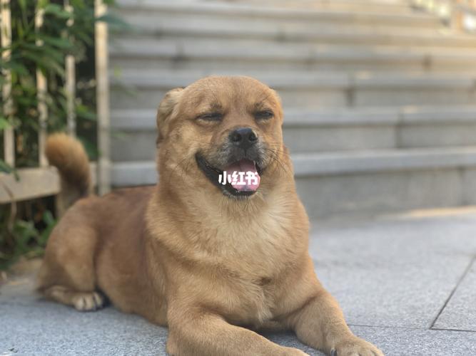 全狗星最可爱的地包天_萌宠_狗狗_我的萌宠_宠物_狗