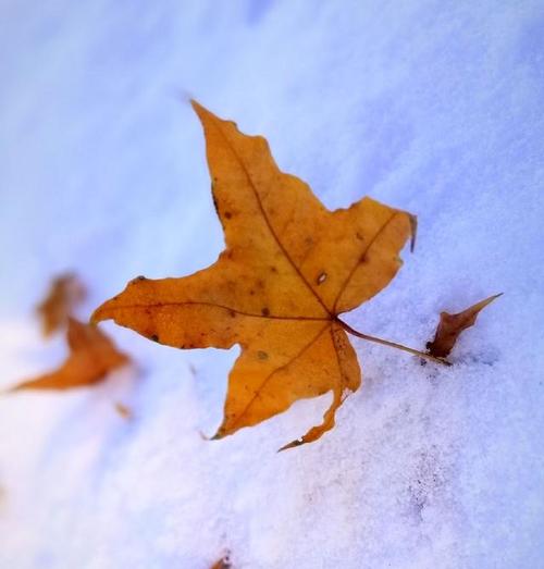 秋风冷冽,将这一季的喜悦收割  寂静的心弦被萧瑟弹拨  一枚秋叶仰望