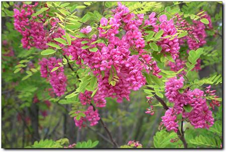 槐花有哪些品种