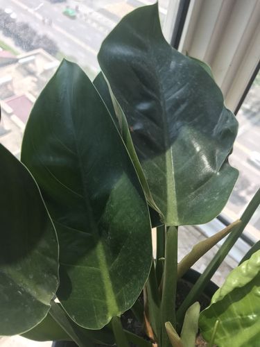 请问这个是金钻还是天堂鸟