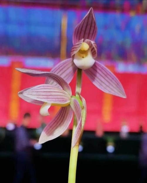 莲瓣兰——旭日     参考价每苗2—3万