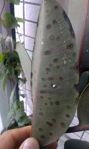 橡皮树病虫害防治橡皮树长铁锈斑