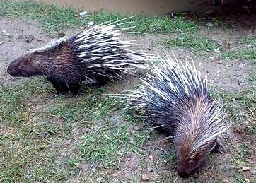 金坛一妇女养殖的豪猪赛人参 每头3000元