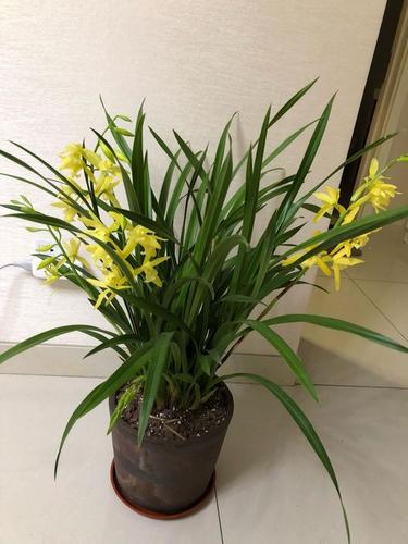 适合新手养的兰花,养护容易,一年多次开花,兰香四溢