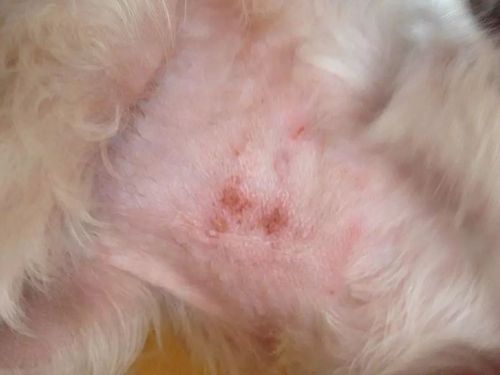 狗狗真菌感染用达克宁