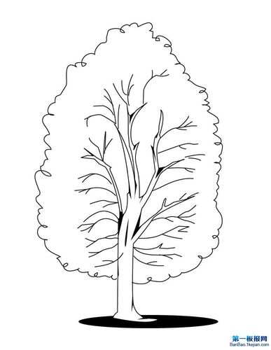 4张枫树简笔画图片