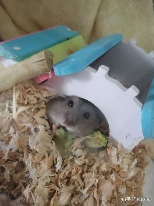 仓鼠是什么品种呢