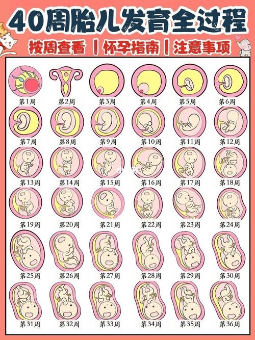 孕妇在怀宝宝的50天和100天时都要照b超检查,看看胎儿着床情况以及