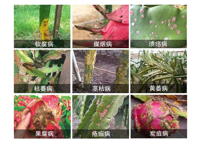 火龙果变黄腐烂软腐病怎样防治管控