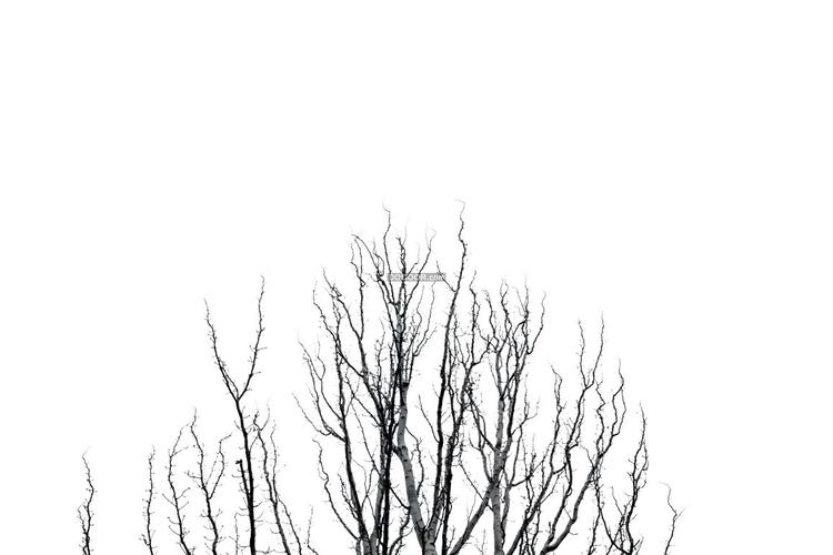 阴沉的天空干枯的树木寒冷冬季萧瑟冷清植物素材设计