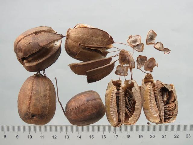 马兜铃科植物——马兜铃