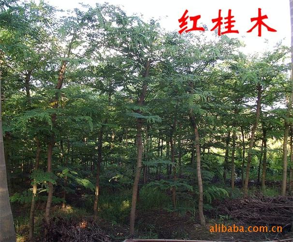 绿化苗木红桂木------万盛花木场