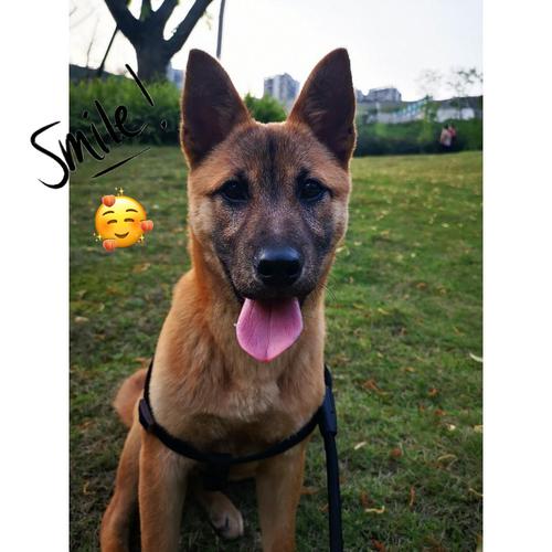 抱回来的时候15斤左右 这样看还有点像马犬 只不过是迷你版