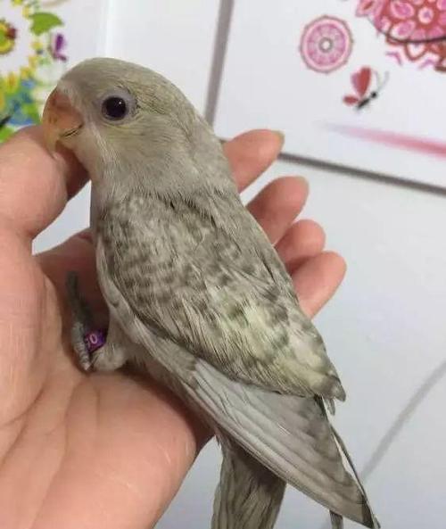 面类牡丹鹦鹉18种基础基因介绍