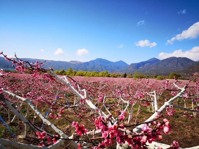 第二个,丽江拉市海桃花.