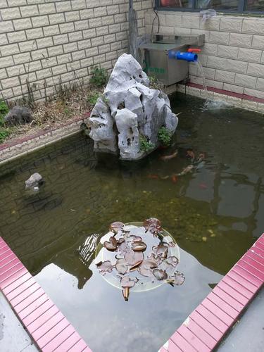 广东农村住宅庭院这样建鱼池可否?