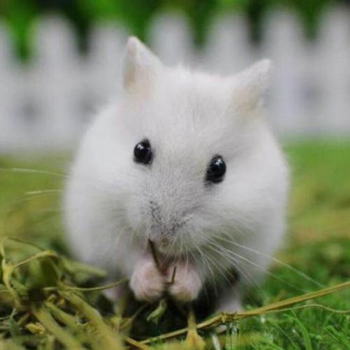 【店铺推荐】仓鼠宠物一只仓鼠活小仓鼠宝宝包活银狐布丁三线金丝熊幼